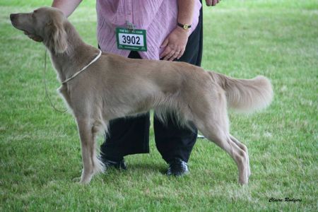 Image of Longtails Beretta by Whitecross (AI)