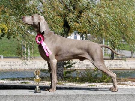 Image of Bromhund Sensation at Greynie