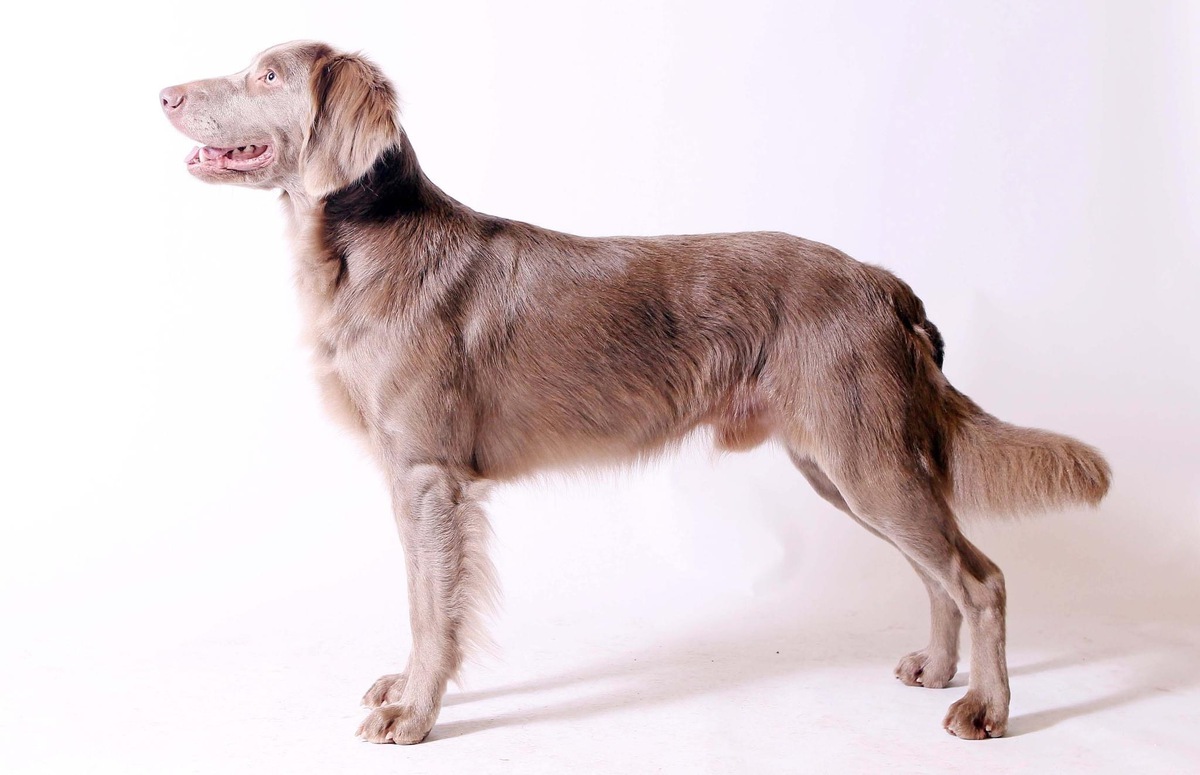 Image of Lassemista Tango