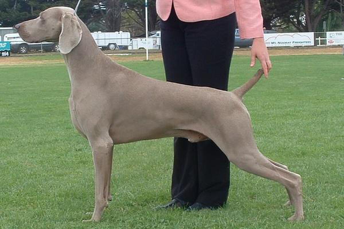 Image of Bromhund High Fidelity