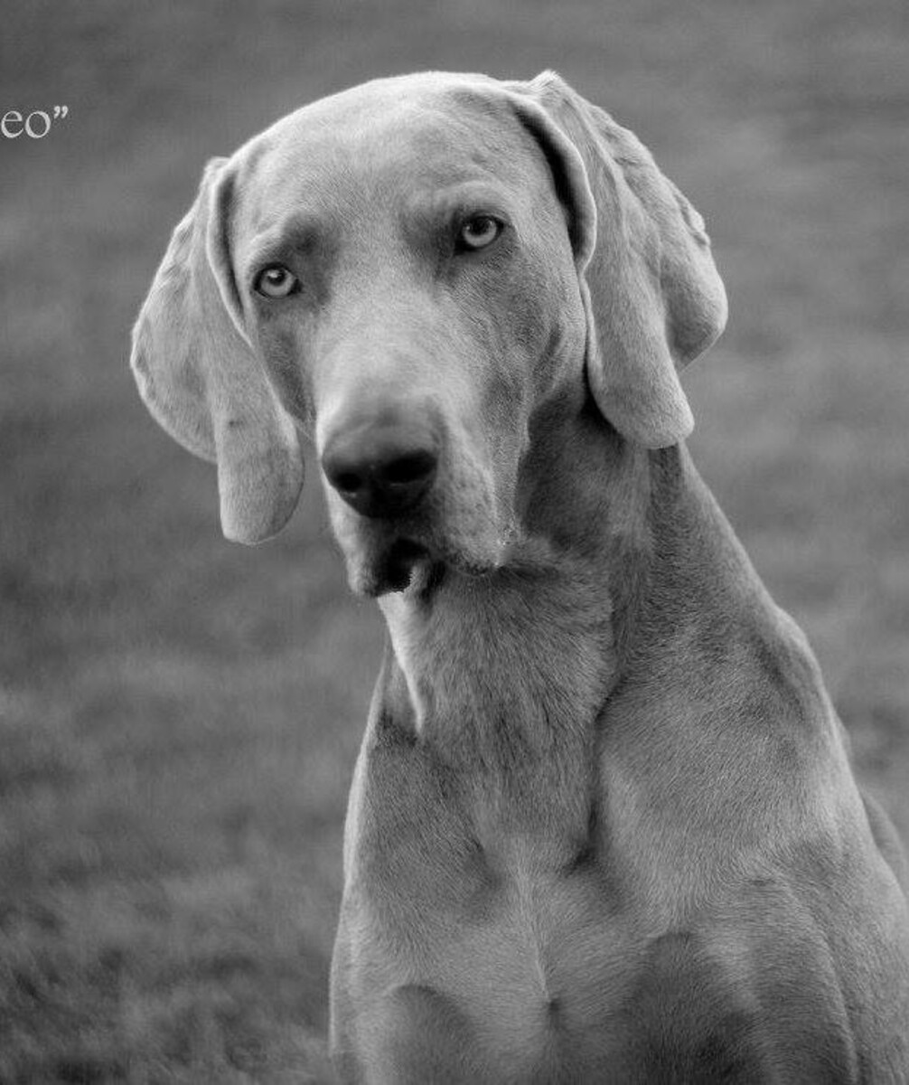 Image of Canis Fortuna Wazniak