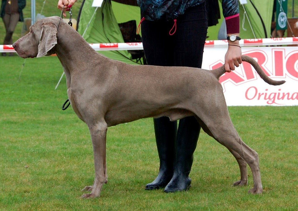 Image of Canis Fortuna Wazniak