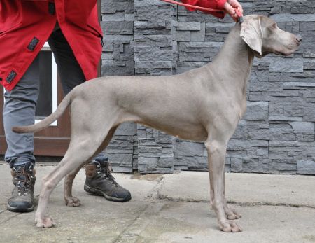 Image of Classic Dream's Camarillo Brillo