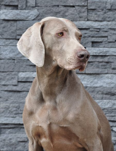 Image of Classic Dream's Camarillo Brillo