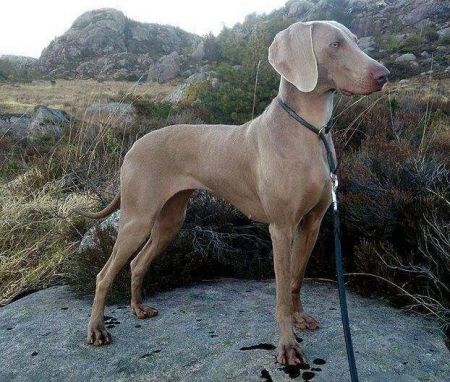 small weimaraner