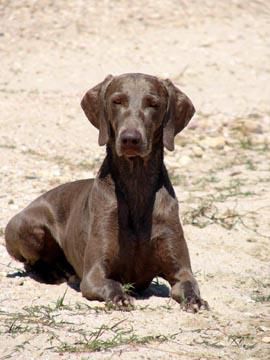 Image of Grauhund Road Torio