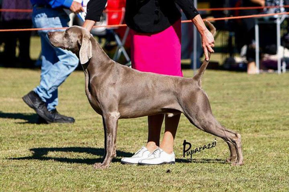 Image of Greyghost Weis Cracker