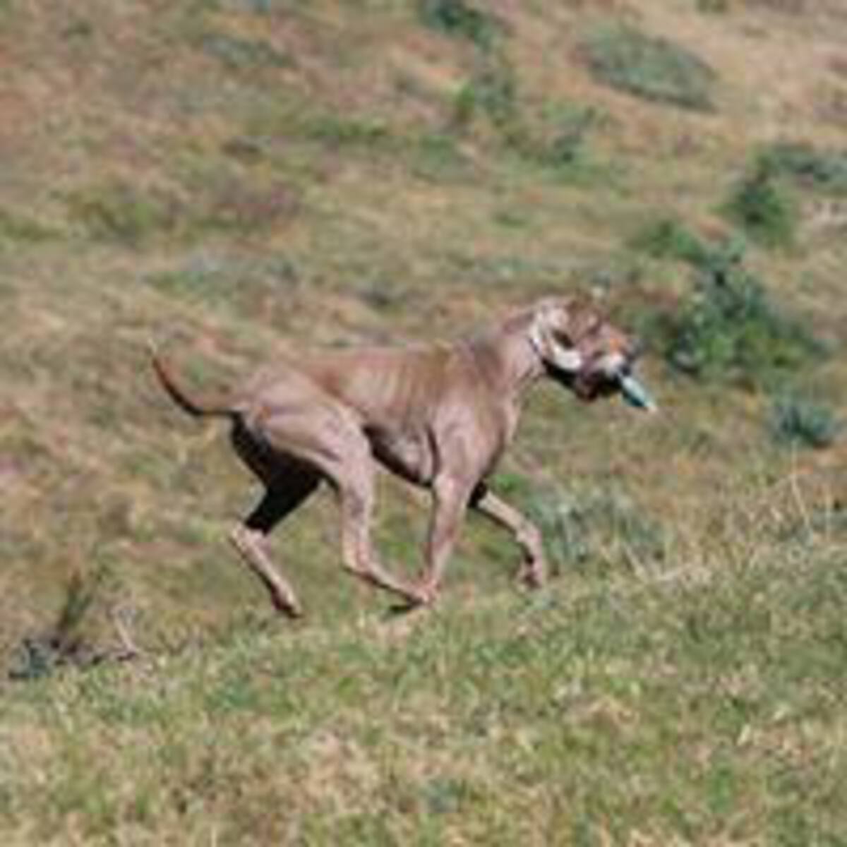 Image of Greyghost Weis Cracker