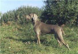 Image of Czarka z Sudowii