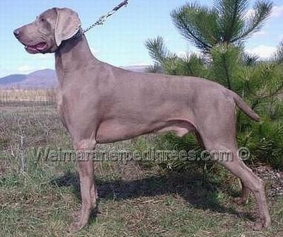 Image of Merlin z Habrovych Haju