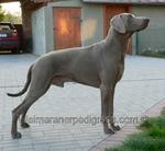 Image of Blue Eyes Zagraj Snup Doggy Dog