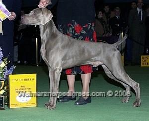 Image of Camelot's Go For The Gold