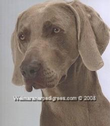 Image of Bromhund High Fidelity