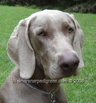 Image of Bromhund In The Know