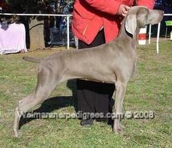 Image of Bromhund Lily Marlane