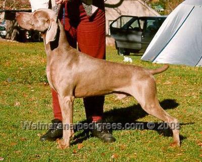Image of Bromhund Master Charge