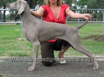 Image of Bromhund Outmanoeuva