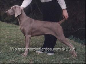 Image of Sireva Woburn
