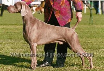 Image of Colsidex Grauhund Just Jeans