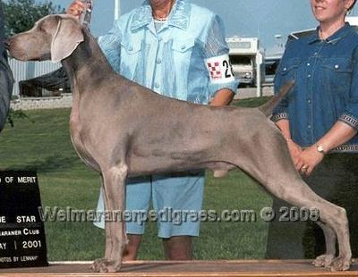 Image of Ashmore's Win'Weim Royal Flush