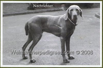 Image of Cid von der Totenalb