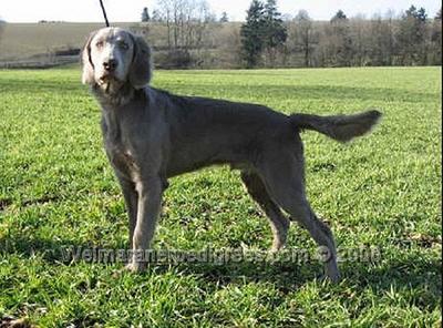 Image of Arvin off Elquinta's Forrest