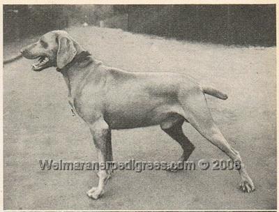 Image of Greif von der Harrasburg