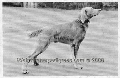 Image of Arimarlisa's Reiteralm Falco