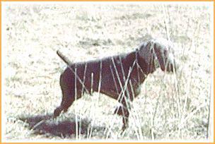 Image of Smokycity Mob Boss