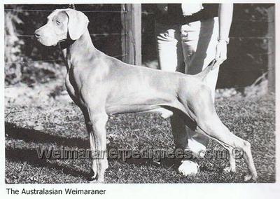Image of Arimar's Rolf von der Reiteralm