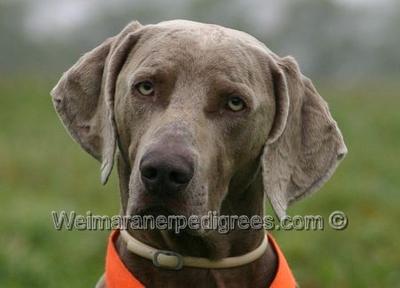 Image of Asa's Hunter the Pink One