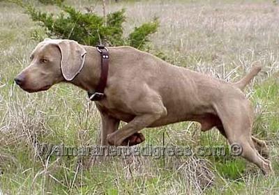 Image of Grau Geist Lil's Caprock Rev