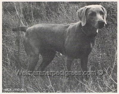 Image of Westend's Desert Star