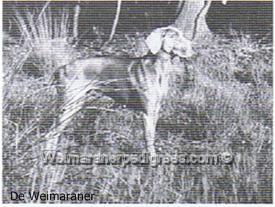 Image of Freya van het Heilooer Bos