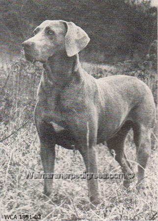 Image of Grafmar's Dilly Dally