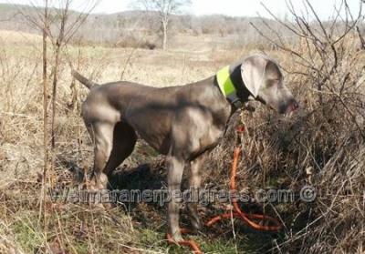 Image of Maya Girl Gray Perfection