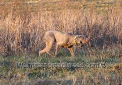 Image of WestWeim's Southern Style