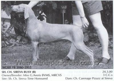 Image of Sireva Busy