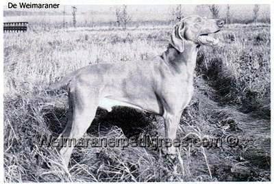 Image of The Rise and Grayshar Royal Heir