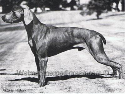 Image of Reichenstadt's Lucky Omen