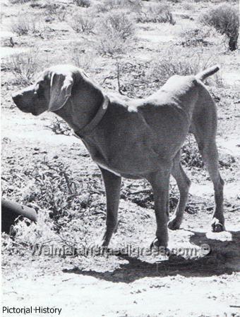 Image of Falke von Horn