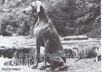 Image of Greysport Amazing Grace