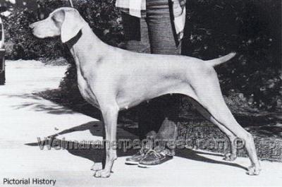 Image of Greysport Touch of Grace