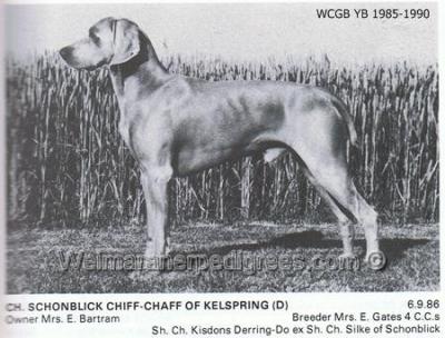 Image of Schonblick Chiff-Chaff of Kelspring