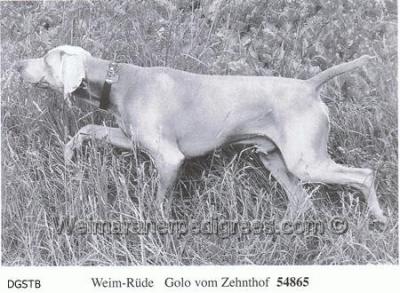Image of Golo vom Zehnthof