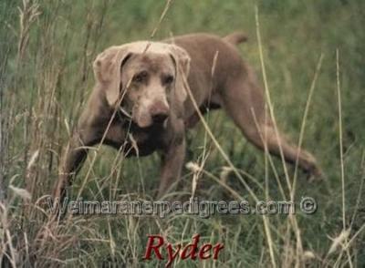 Image of Westend's Li'l Sage Rider