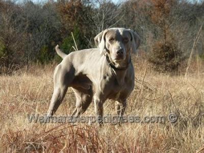Image of Windancers Jota V. Reiteralm