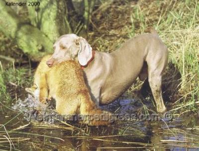 Image of Dargo vom Blanken