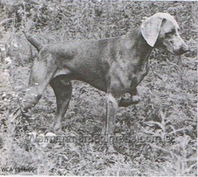 Image of Sir Pappilion of Camelot