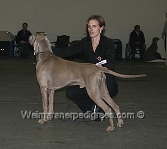 Image of Newdays Pride of the Grey Noble